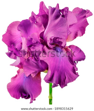 Iris plant single buds with large purple petals on a tall green trunk, close-up, isolated on a white background studio shooting.