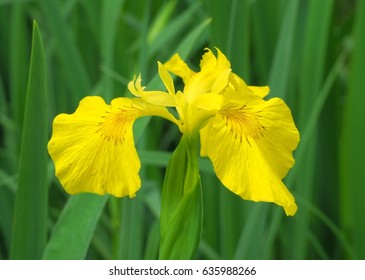 Iris Pseudacorus Flowers