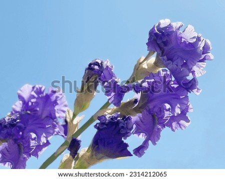Iris purple blue flowers on sky.
