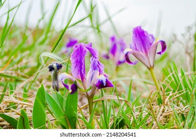 Iris reticulata. bakeriana is a variety of plant in the genus Iris. Wild purple irises that grow in spring in the Caucasus mountains near the sea