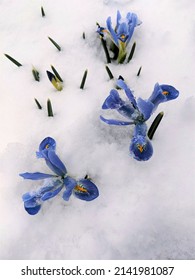 Iris Reticulata Blue Planet. The Flowers Are Large, Sky-blue With Pearl-blue Veins And With Yellowish Strokes On The Outer Perianth Lobes.