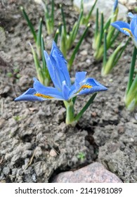 Iris Reticulata Blue Planet. The Flowers Are Large, Sky-blue With Pearl-blue Veins And With Yellowish Strokes On The Outer Perianth Lobes.