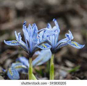 Iris Reticulata Eyecatcher Flower In Full Bloom In Spring