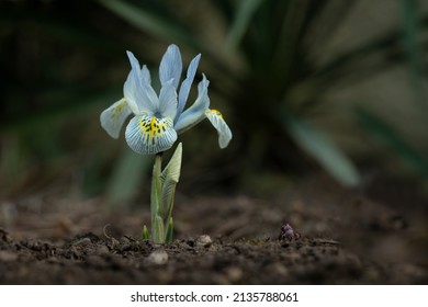 Iris reticulata Blume im Garten