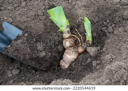 Iris rhizomes for plant transplantation, gardening and landscaping