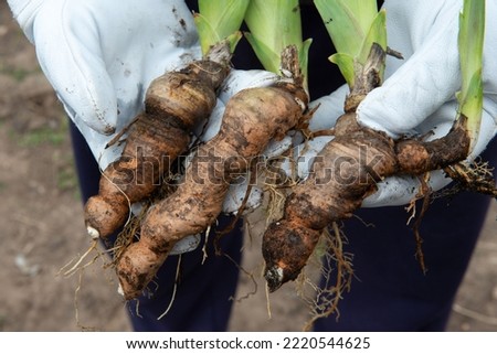 Iris rhizomes for plant transplantation, gardening and landscaping