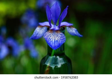 Iris Sibirica Blue Purple Flower In An Emerald Green Glass Vase	