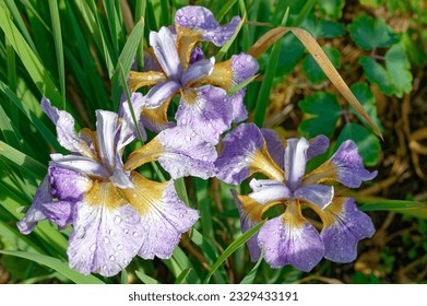 Iris sibirica 'Dance Ballerina Dance' is a siberian iris with lavender flowers  - Powered by Shutterstock