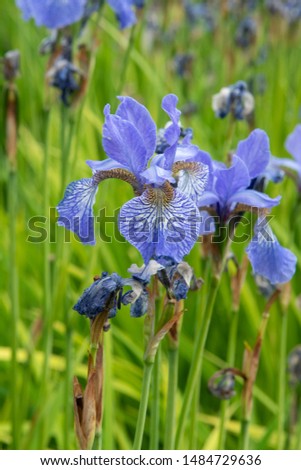 Iris sibirica Fran's Gold - Bulb plant