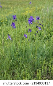 Iris sibirica, Siberian iris, Iridaceae. Wild plant shot in summer.