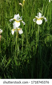 
An iris in the spring garden
