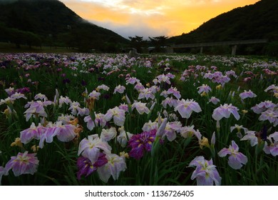 IRIS in  Sunrise
