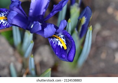 Iris unguicularis a rhizomatous flowering plant in the genus Iris. Iris 'Eye Catcher' Reticulata in flower.