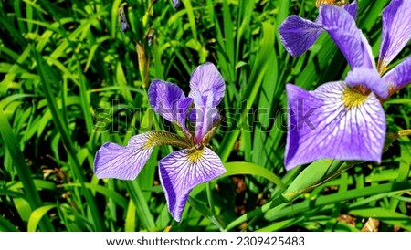 Iris versicolor is also commonly known as the blue flag, harlequin blueflag, larger blue flag, northern blue flag, and in Britain and Ireland as purple iris.