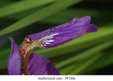 Iris with water drop
