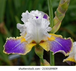 Iris 'Wild Angel' is a bearded iris with blue falls edged yellow and a white dome