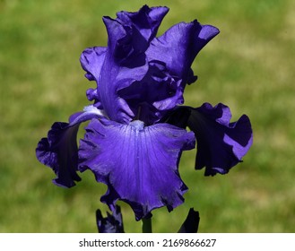 The iris is a wild flower with blue flowers.