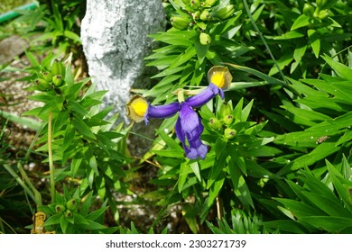 Iris x hollandica 'Frans Hals' blooms in June in the garden. The Dutch iris, Iris x hollandica, is a hybrid from the genus Iris in the family Iridaceae. Berlin, Germany

