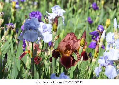 irises in bloom in a garden