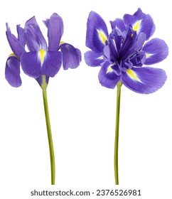 irises  flowers   on white isolated background with clipping path. Closeup.  Nature. 