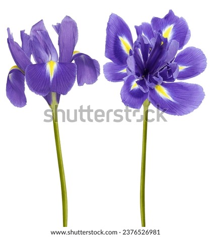 irises  flowers   on white isolated background with clipping path. Closeup.  Nature. 