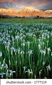 Irises In Owens Valley