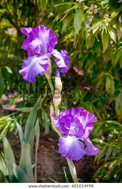 Irises Perennial Rhizome Flowering Plants Family Stock Photo (Edit Now