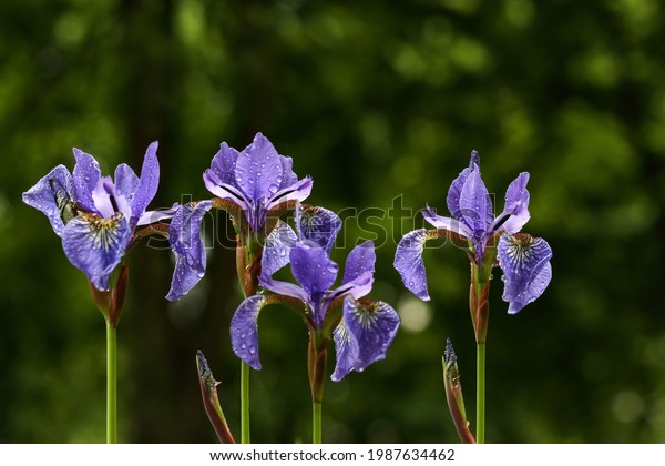 Lot of irises. Violet iris flowers are growing\
in garden. Iridaceae. A plant with impressive flowers, garden\
decoration.Flowers of Siberian iris wetted by rain.Background from\
violet flowers.