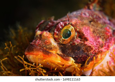 Irish Banded Lord(Hemilepidotus Hemilepidotus) Is A Species Of Fish In The Family Cottidae.