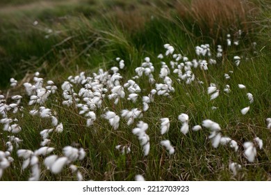 Irish Bog Cotton Shallow Focus