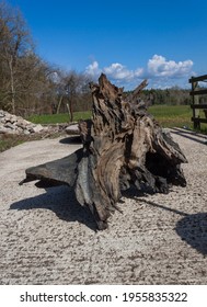 Irish Bog Wood Sculpture In Garden