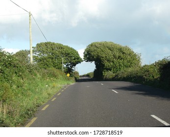 Irish Country Road With A Tree Tunnel