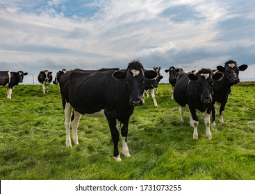 Irish Dairy Cows Grazing In A Grass Field ,rural Ireland