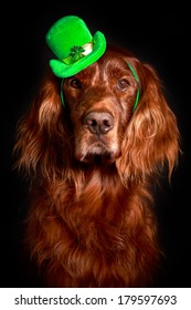 Irish Dog In St.patrick Hat