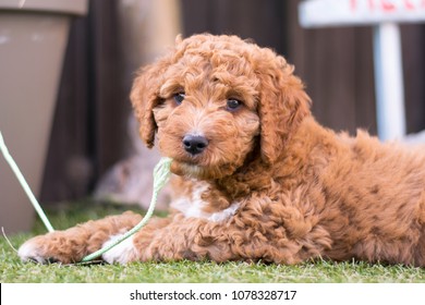 7,788 Irish doodle Images, Stock Photos & Vectors | Shutterstock