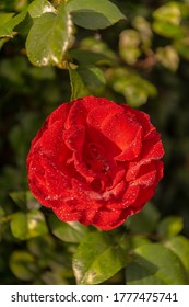 An Irish  Dublin Bay Rose 