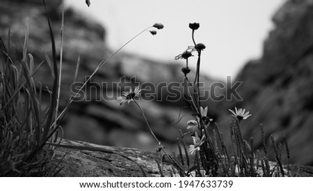 Image, Stock Photo grass stain Plant Flower