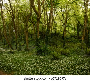 Irish Forest Magical Green Trees Flowers Stock Photo 637290976 ...