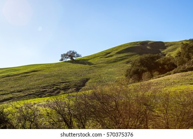 Irish Hills Reserve Near San Luis Obispo California, View Of Old Oak Tree And Rolling Green Hills