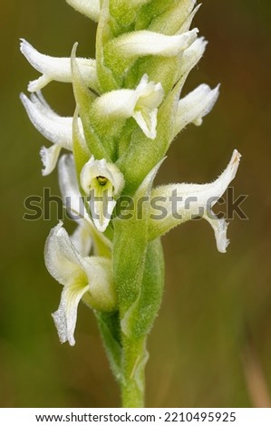 Irish Lady's-tresses - Spiranthes romanzoffiana, closeup of flower head