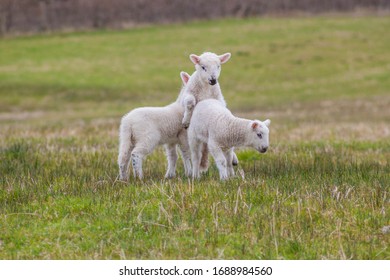 Irish Lamb Triplets Playing In Field