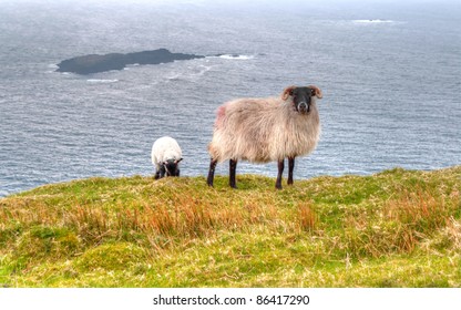 Irish Ram Lamb Stock Photo 86417290 | Shutterstock