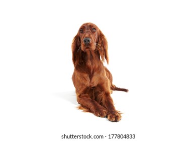 Irish Red Setter On White Background