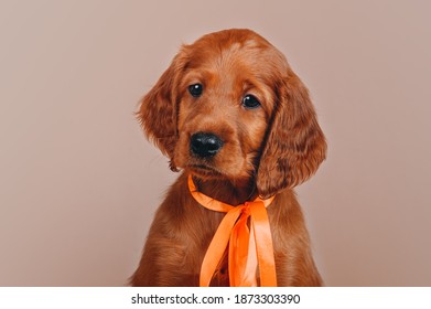 Irish Red Setter Puppy Studio Photography