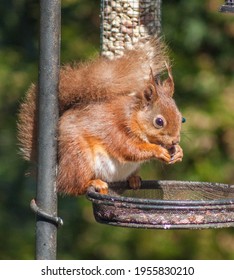 Irish Red Squirrel Eating Nuts