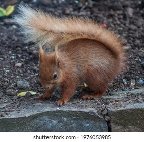 Irish Red Squirrel In Garden