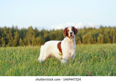 Irish red and white setter in a field with tall grass on a background of a forest at sunset in summer - Powered by Shutterstock