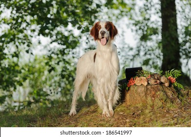 Irish red and white setter near to trophies, horizontal, outdoors