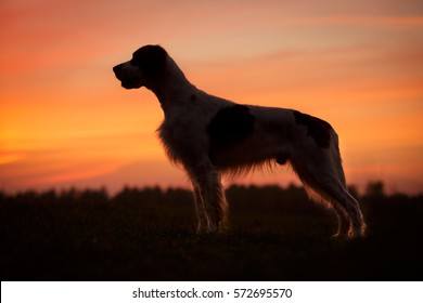 Irish Red And White Setter Silhouette In Sunset