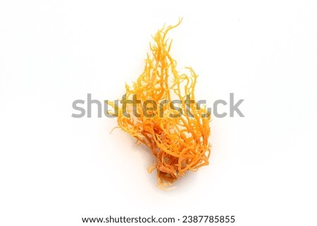 Irish sea moss. Chondrus Crispus, healthy organic raw seaweed, a close-up on a white background, isolated